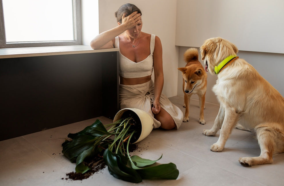 Leaving Your Dog Home Alone While at Work: A Guilt-Free Guide